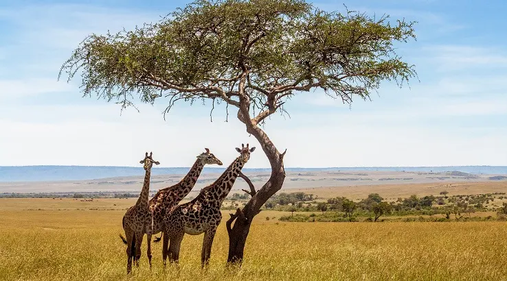 south africa,South Korea cheap flights of the week: south africa, indonesia and usa