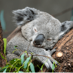 RedBalloon RedBalloon