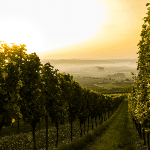 RedBalloon RedBalloon