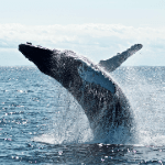 RedBalloon RedBalloon