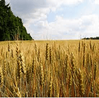 agri