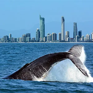 Whale Watching Gold Coast In 2020 Finder Com Au