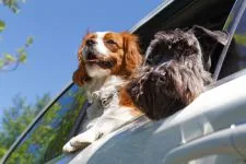 dogs looking out of a car window