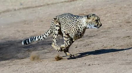 cheetah_shutterstock_450 cheetah_shutterstock_450
