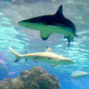 HawaiiMeetFish
