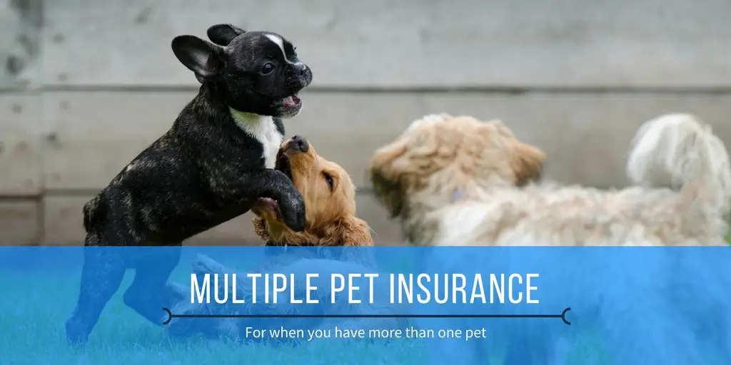 Compare multiple pet insurance policies for May 2020 and