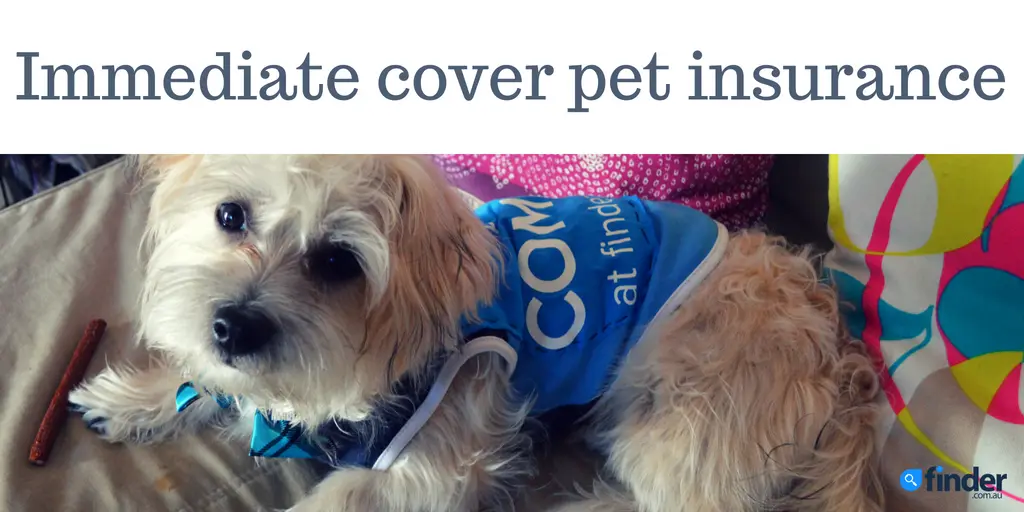 Can I get pet insurance immediately?