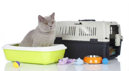 Top sites to buy pet supplies online