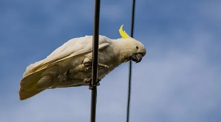 Cockatoos peck $80,000 from nbn coffers