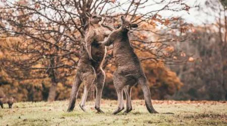 What the Coincheck hack teaches us about Australian regulators