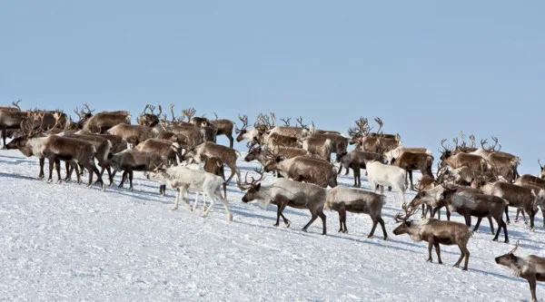 shutterstock caribou snow hill 738x410