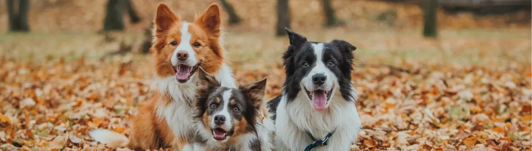 Border Collie | What to know if you're getting a Border Collie