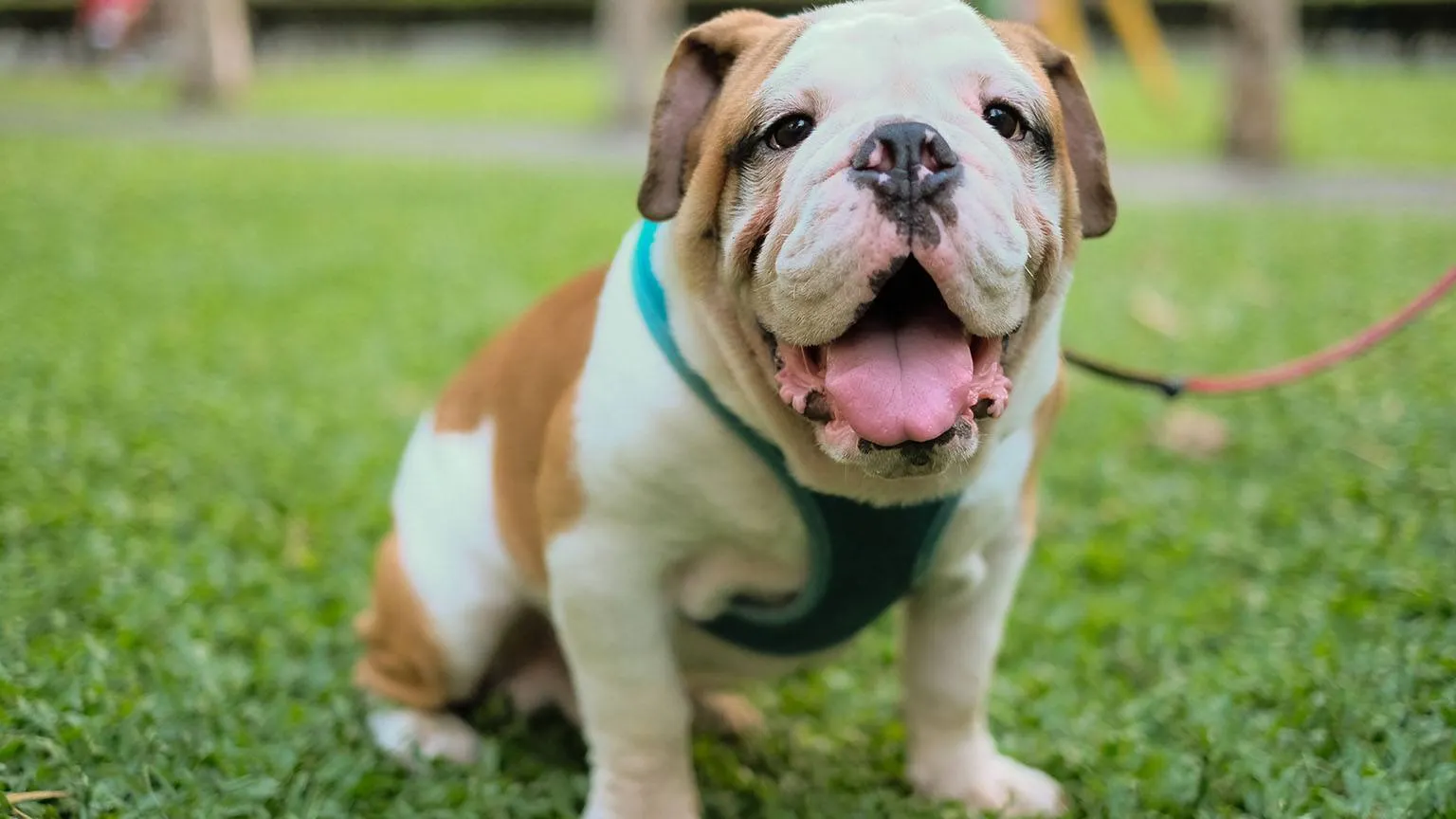 British Bulldog Pet Insurance Compare quotes for November