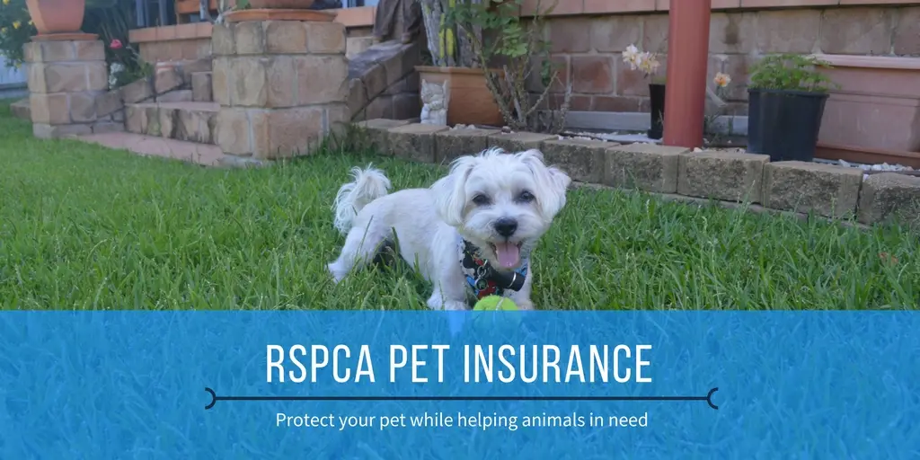 RSPCA Pet Insurance Review 2020 | finder.com.au