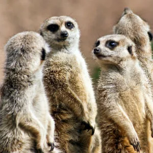 zoo melbourne finder