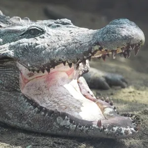 croc encounters groupon