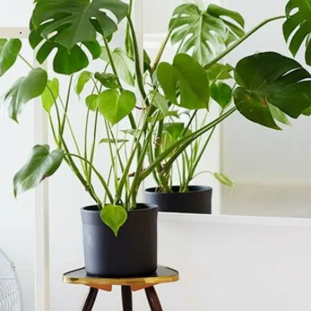  Best Indoor Plants In Australia From   Finder - Indoor Plants For Bathrooms Australia