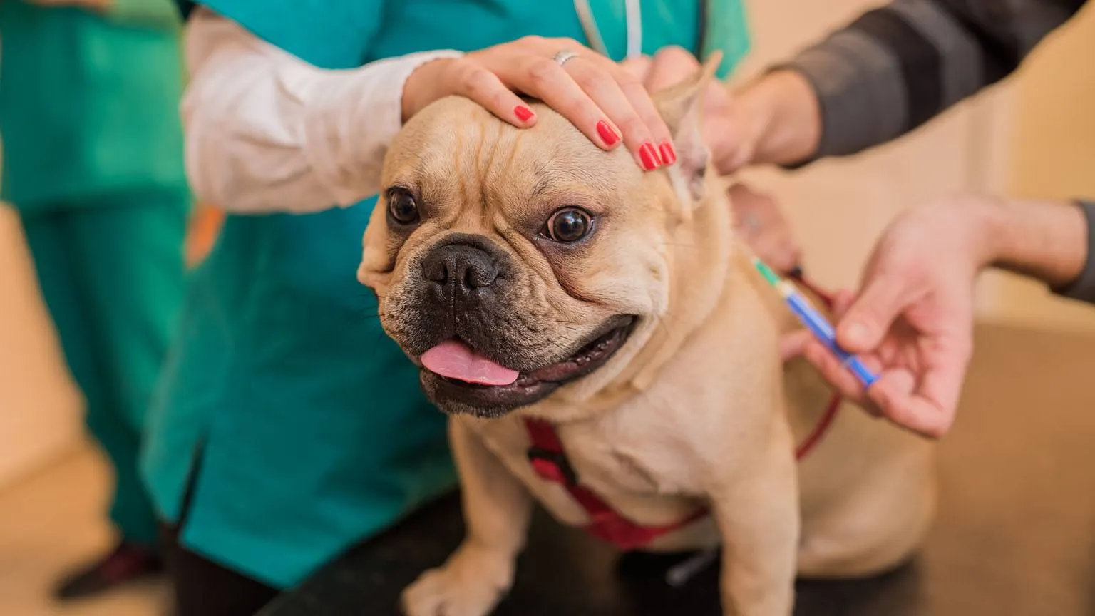 vaccinating lyme vaccines veterinarian vaccinations vacunar cachorros vacunacin challenges