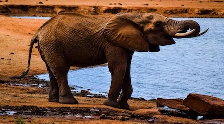 Track the Big Five in style on these African safaris
