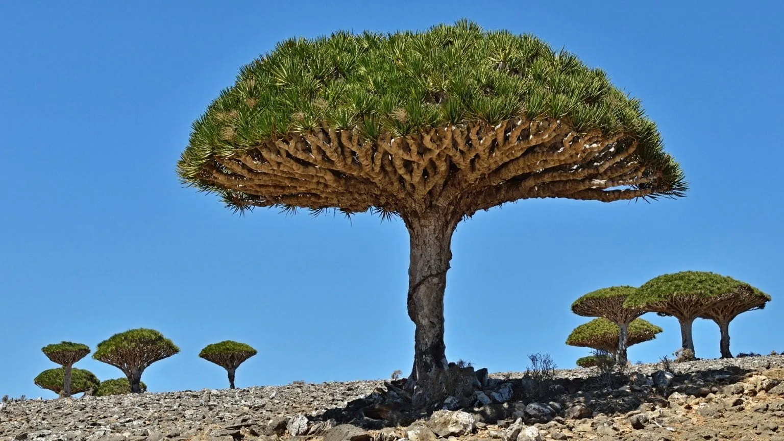 Image: Getty Images Dragon blood trees