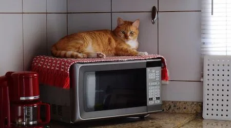 Compare microwaves: How to find your next microwave