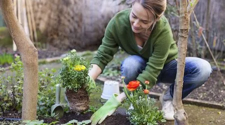 Gardening tools: How to compare hand and power tools