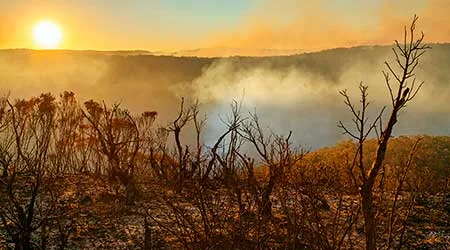 The Australian restaurants, cafes and bars donating profits to bushfires