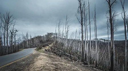 Australian bushfires: How domestic travel insurance can help