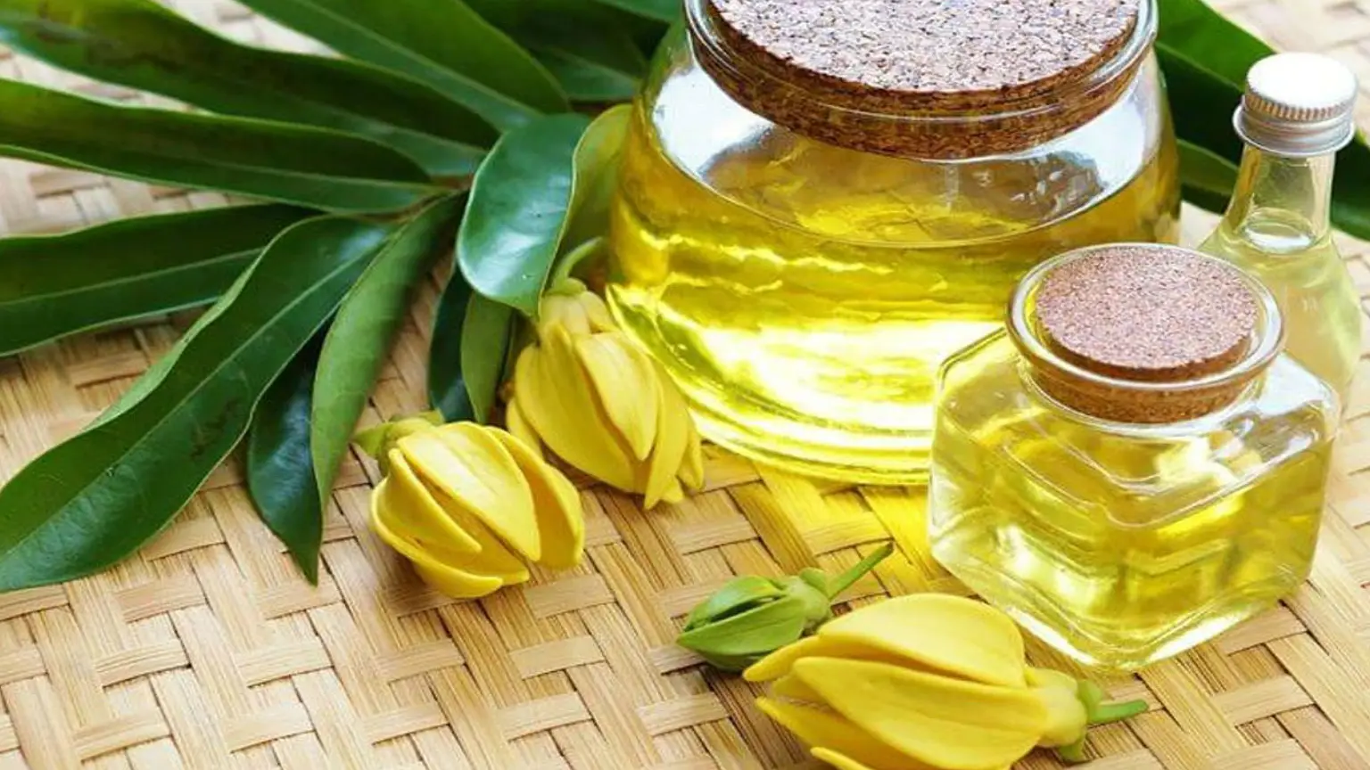 Pinterest ylang ylang