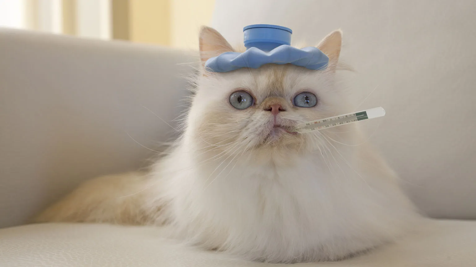 Image: Getty Images Cat with thermometer