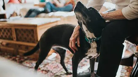 Has lockdown made Aussie pets healthier?