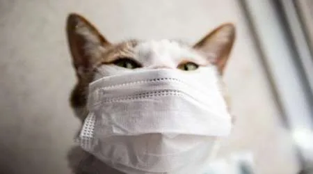 Why 2020 is the year of the pet