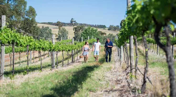 touristsexploringvineyardinFlindersRangers_Getty_738x410 touristsexploringvineyardinFlindersRangers_Getty_738x410