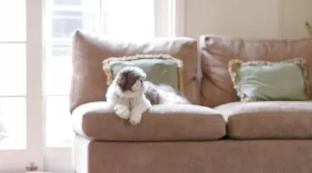 Couch cleaning services