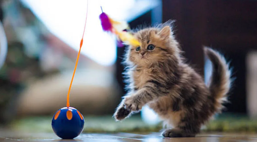 CatPlayingWithaToy_Getty_900x500 CatPlayingWithaToy_Getty_900x500