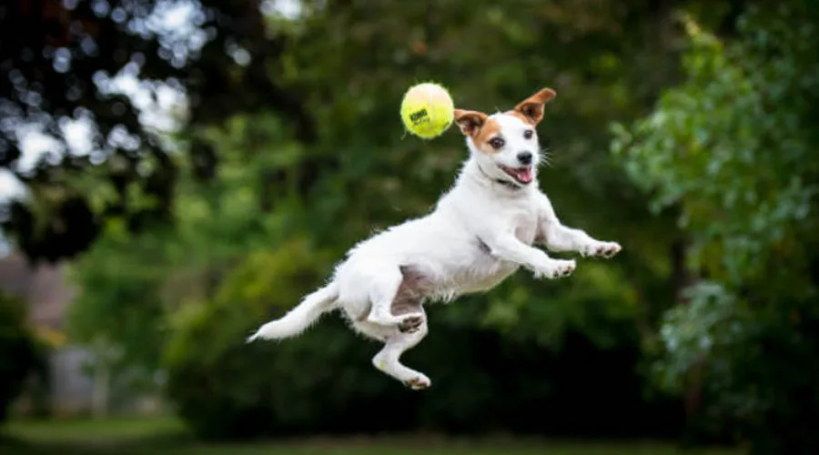 DogPlayingWithaBall_Getty_900x500 DogPlayingWithaBall_Getty_900x500