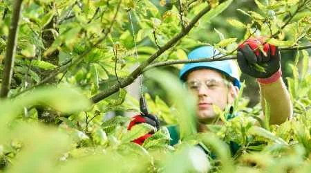 How to start a tree surgeon business