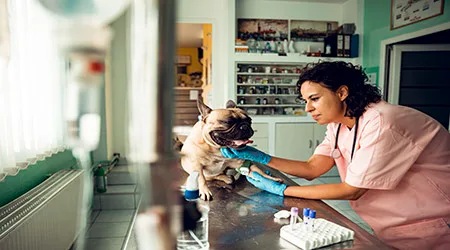 How to keep your pet’s dental costs down