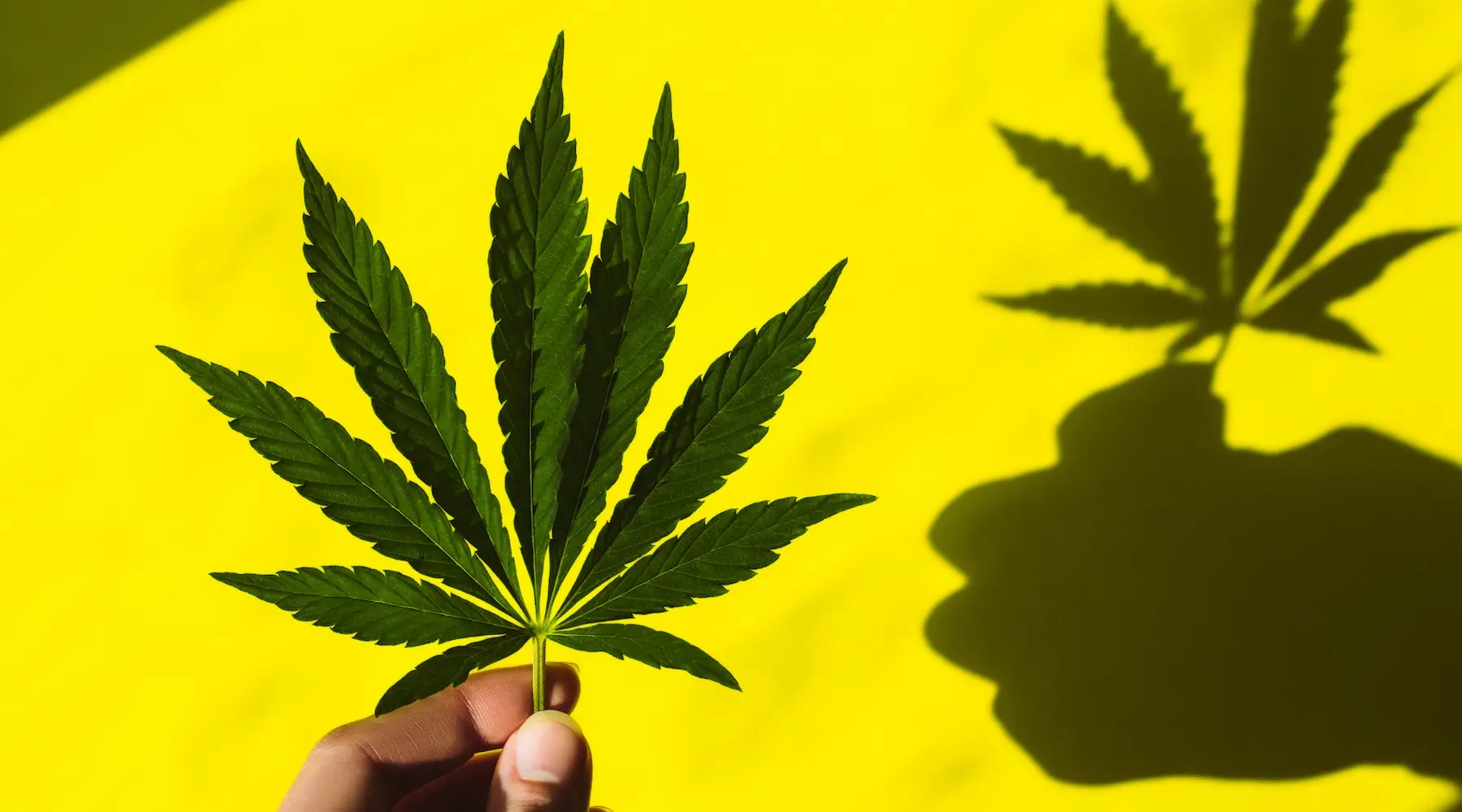 Cannabis are soaring: Here 11 of the best |