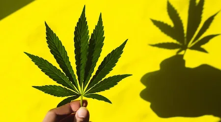 Here are 11 of the best cannabis stocks of 2020