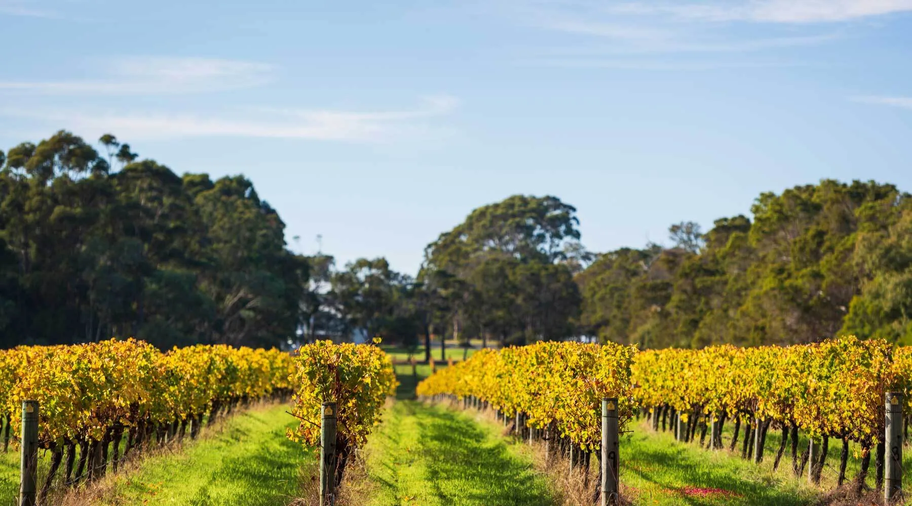 MargaretRivergrapevines_Getty_1800x1000 MargaretRivergrapevines_Getty_1800x1000