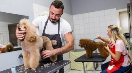 How to start a pet grooming business