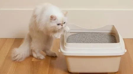 Best cat litter in Australia