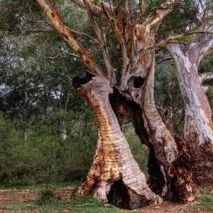 Image: Getty Images tree at burra creek gorge