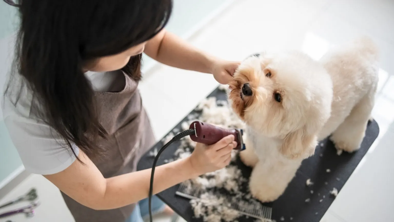 dog clippers kmart