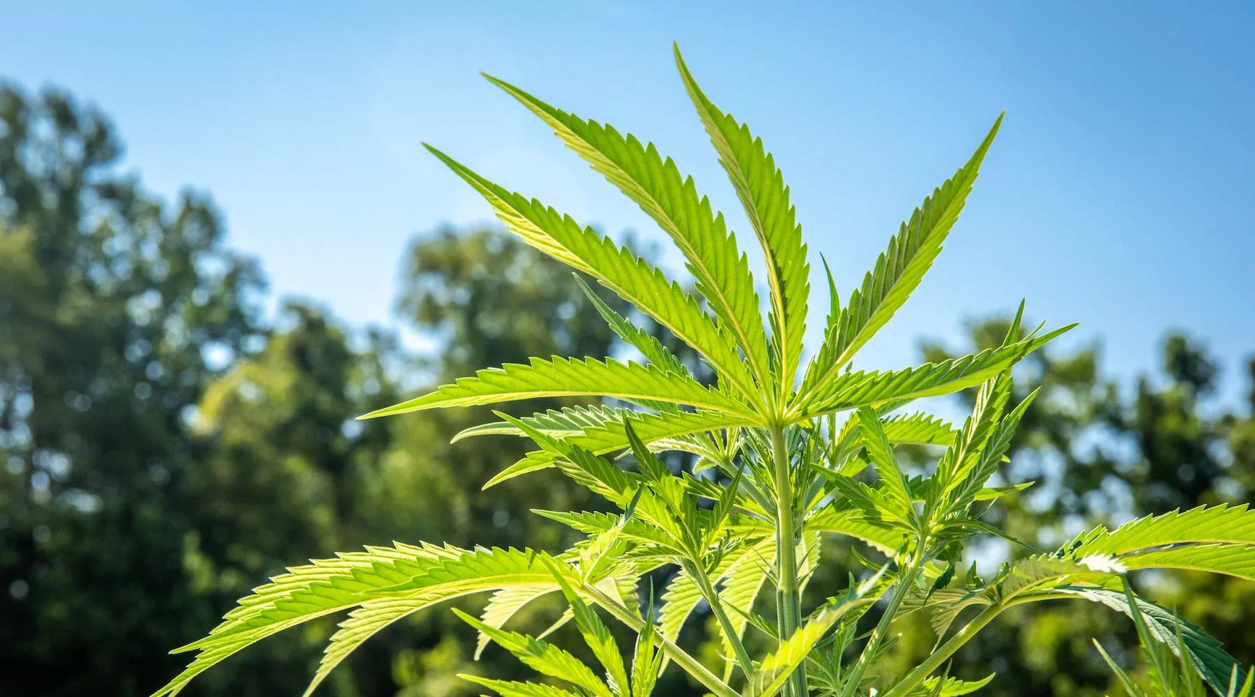 Elite-Cannabinoid_GettyImages_1800x1000 Elite-Cannabinoid_GettyImages_1800x1000