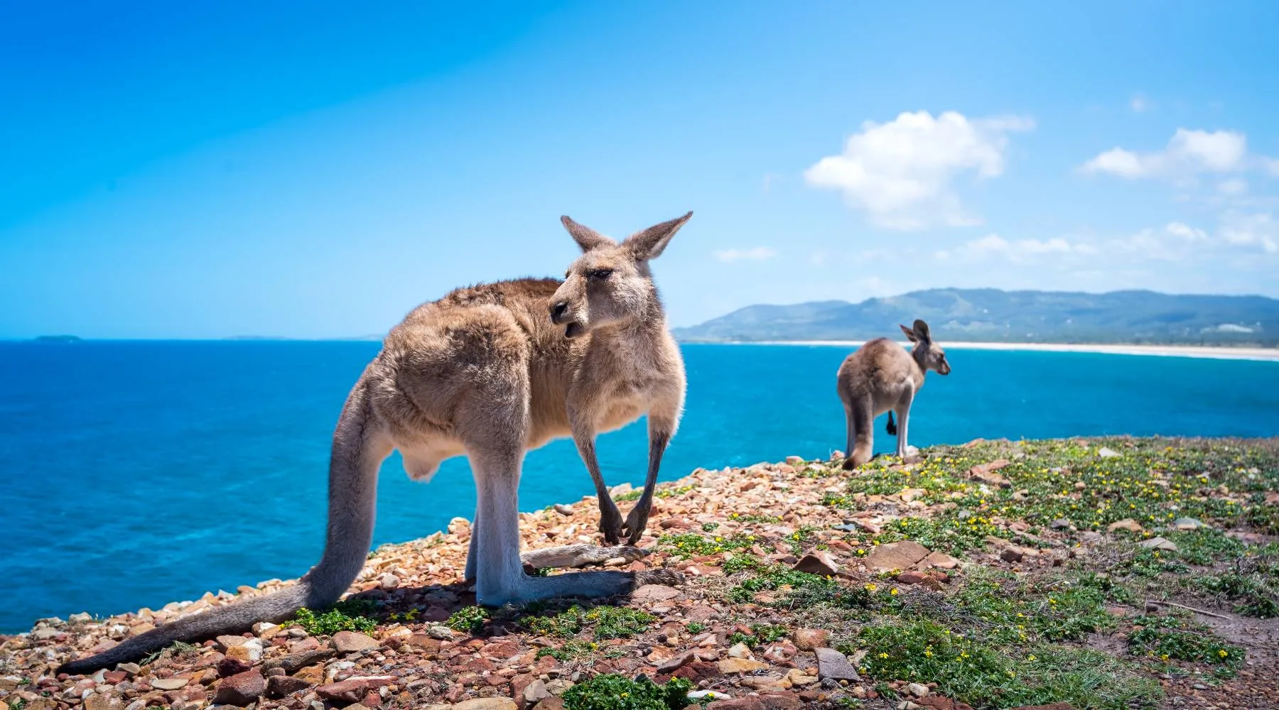 KangarooCoffsHarbour_Getty_1800x1000 KangarooCoffsHarbour_Getty_1800x1000