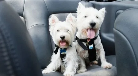 Best dog harnesses in Australia