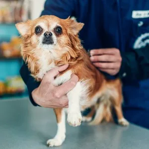 Animal Care Courses Online Finder