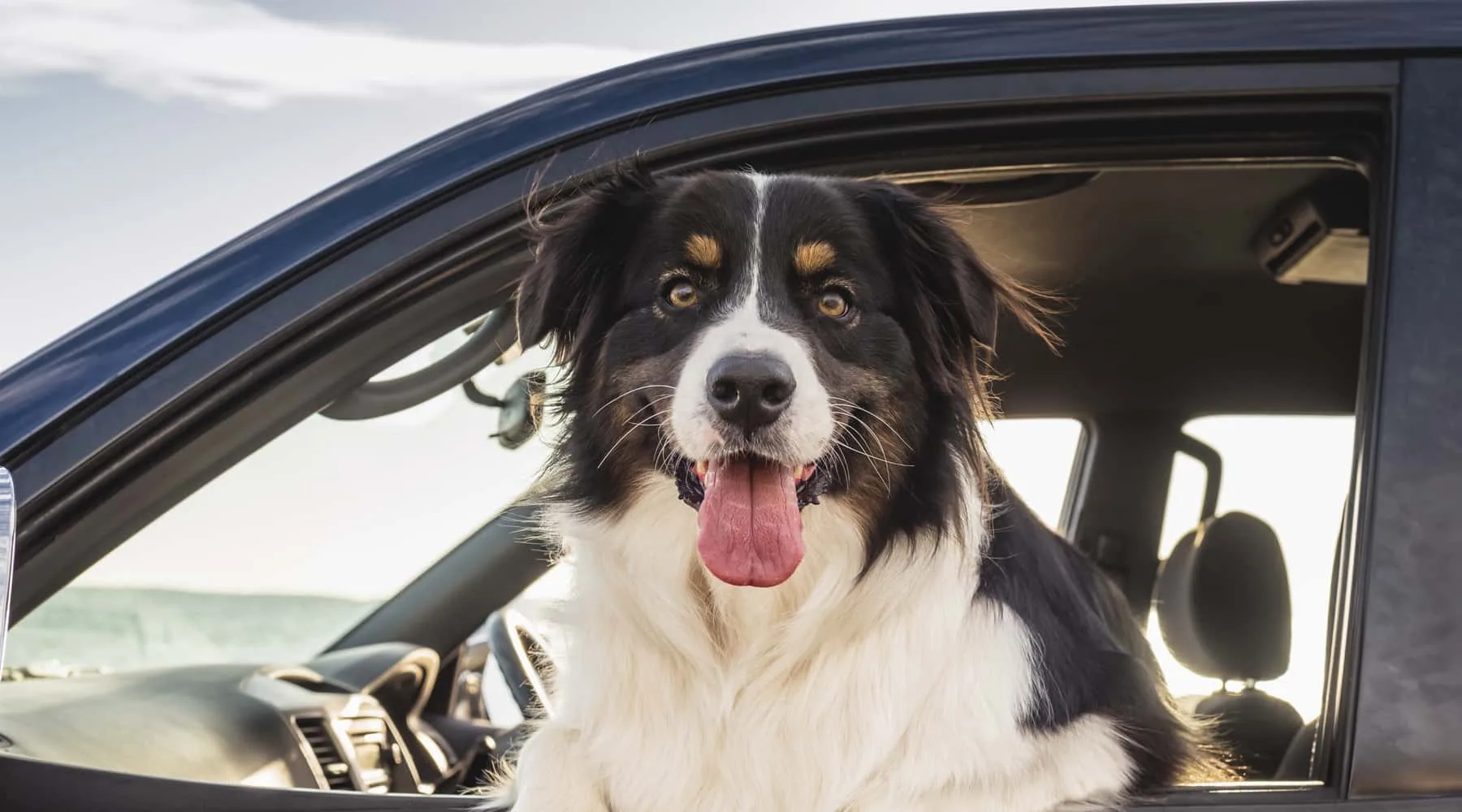 Carching Ute and SUV drivers are spending an extra 4,500 each year